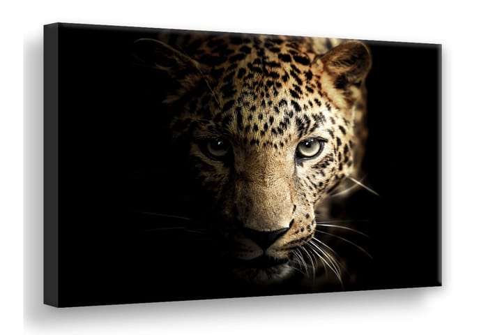 Leopard Digitalprintad Tavla Canvas 75X100Cm Svart