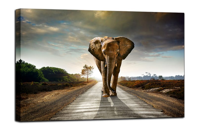 Tavla Canvas Elephant Flerfärgad 100X75