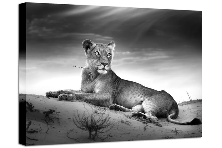 Tavla Canvas Lioness Grå|Vit 100X75