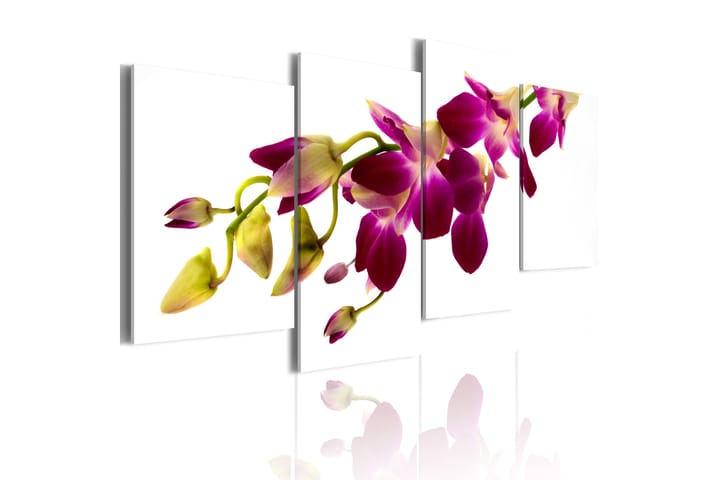 Tavla Orchids Glöd 80X45 Rosa|Vit Blommor