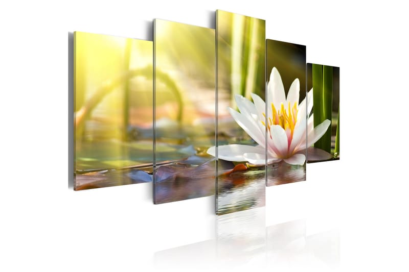 Tavla Sunny Lotus 100X50 Flerfärgad|Vit - Blommor - Inredning & dekor - Tavlor & konst - Canvastavla