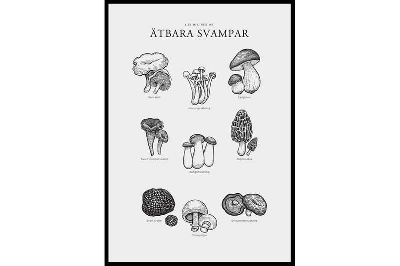 Ätbara Svampar - Finns i flera storlekar - Inredning & dekor - Tavlor & konst - Poster & print
