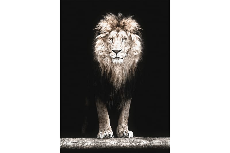 BLACK LION Poster 50x70 cm Svart - Inredning & dekor - Tavlor & konst - Poster & print