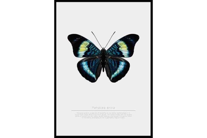 Butterfly Display - Finns i flera storlekar - Inredning & dekor - Tavlor & konst - Poster & print