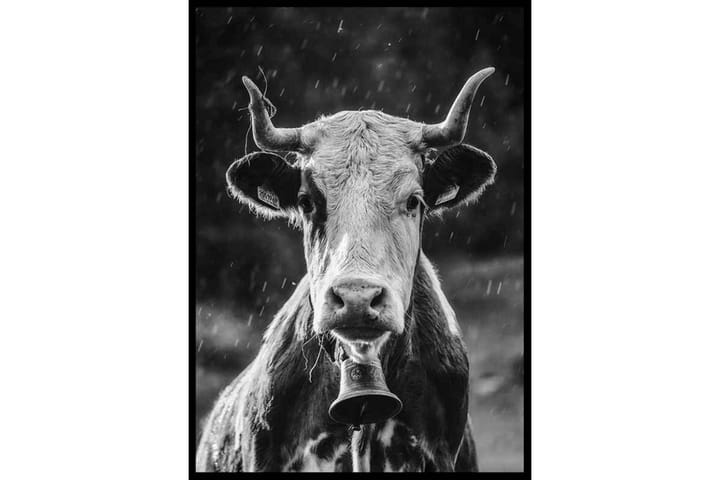 Cow With Bell - Finns i flera storlekar - Inredning & dekor - Tavlor & konst - Poster & print