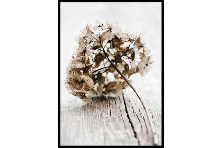 Dried Field Flower No1 - Finns i flera storlekar - Inredning & dekor - Tavlor & konst - Poster & print