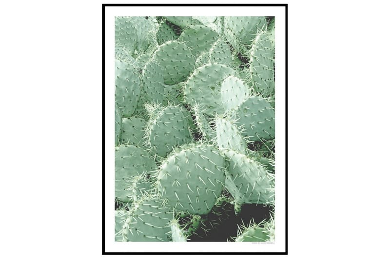 Poster Cactus Grön 40X30