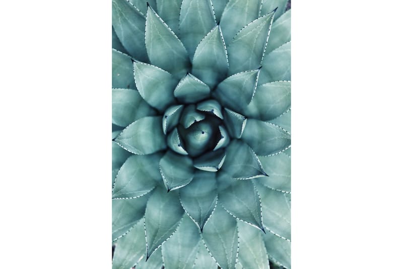 Poster Green Cactus Blå 50X70 - 50x70cm - Inredning & dekor - Tavlor & konst - Poster & print