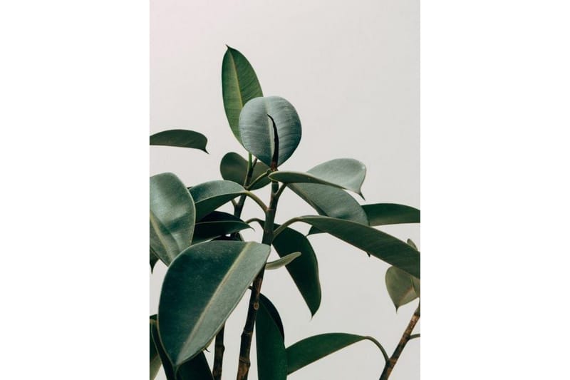 Poster Green Plant Flerfärgad|Grön 50X70 - 50x70cm - Inredning & dekor - Tavlor & konst - Poster & print