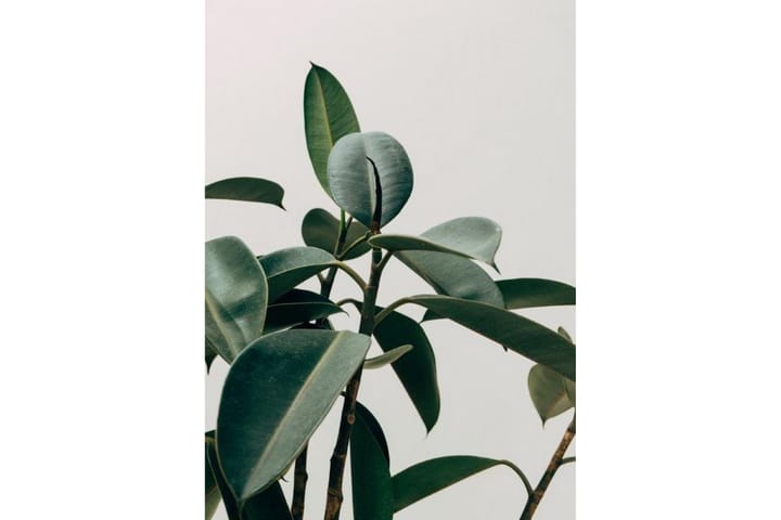 Poster Green Plant Flerfärgad|Grön 50X70