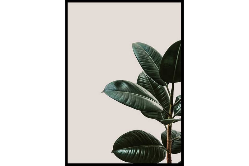 Rubber Plant Natural - Finns i flera storlekar - Inredning & dekor - Tavlor & konst - Poster & print