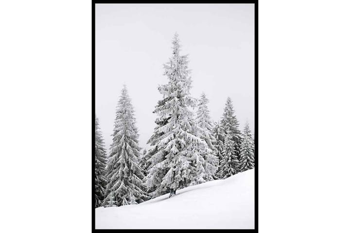 Spruce In Winter