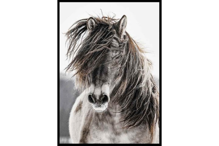 Wild Horse - Finns i flera storlekar - Inredning & dekor - Tavlor & konst - Poster & print