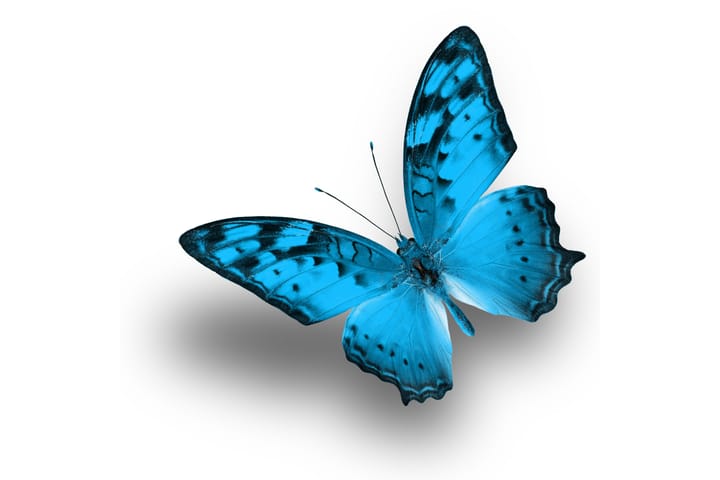 Tavla Blue Butterfly 30X30 Vit|Blå - 30x30 cm - Inredning & dekor - Tavlor & konst