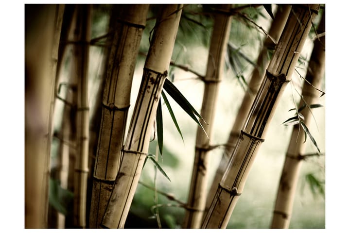 FOTOTAPET Fog And Bamboo Forest 300x231