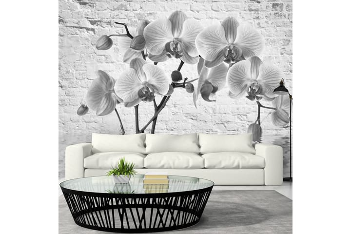 FOTOTAPET Orchid In Shades Of Gray 300x210